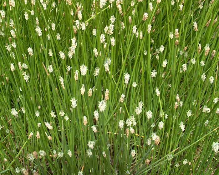 Flora usticense: Eleocharis sp.